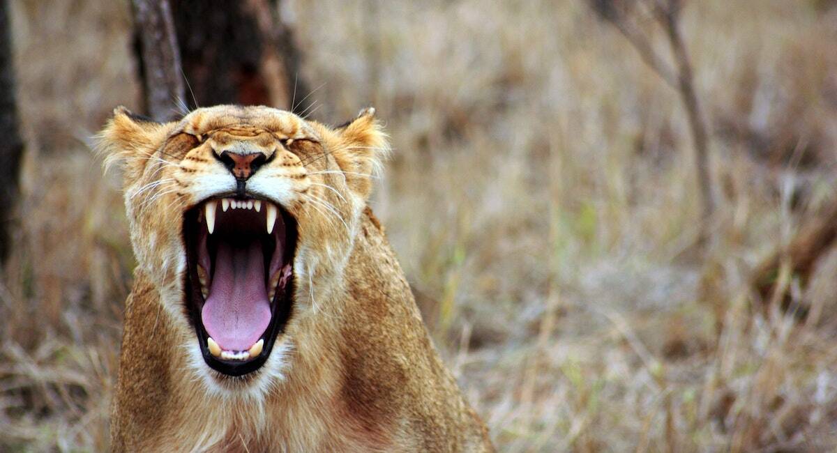 anger issues, lion roaring, pexels-pixabay-55814