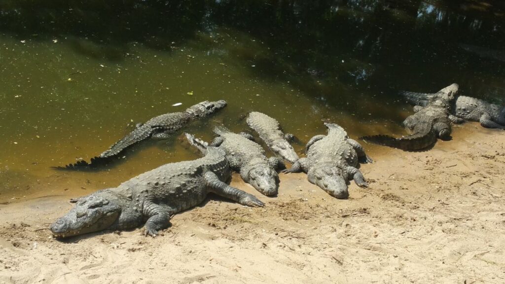 a family of alligators