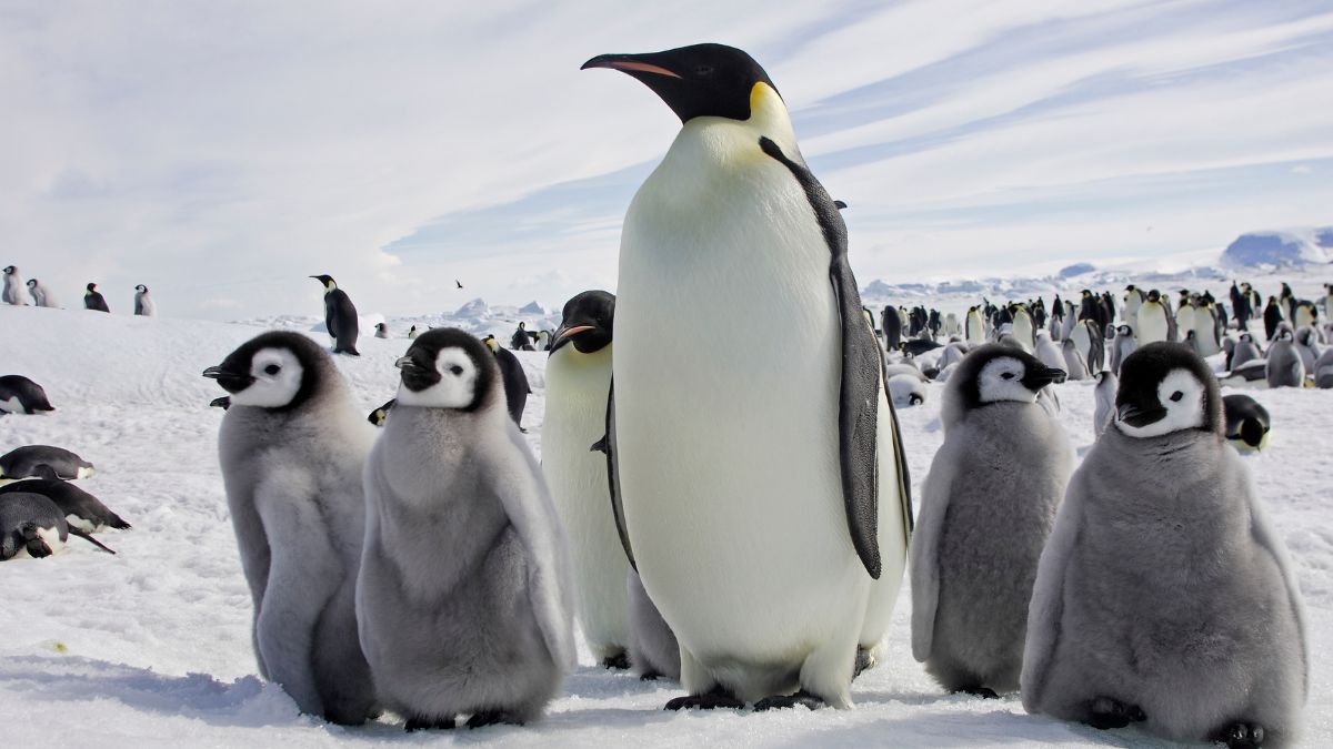 Emperor penguins, adult and children