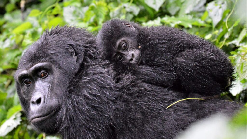 parent and child gorilla