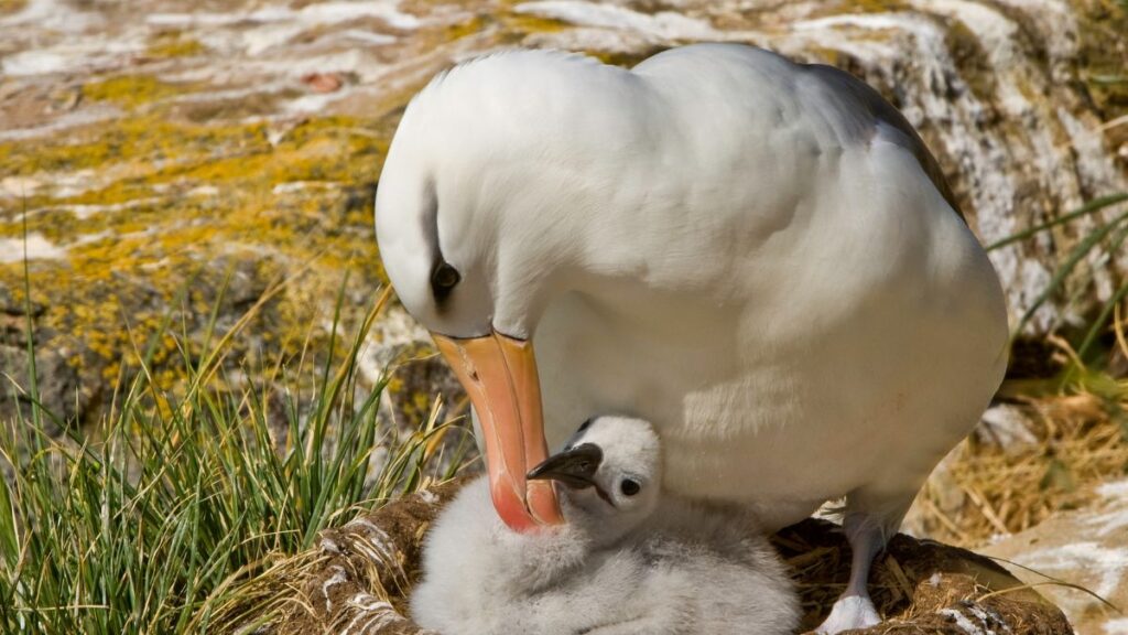 albatross parent and child
