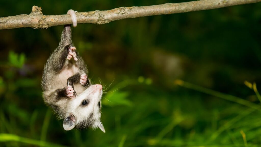 baby virgina opossum hanging upside down