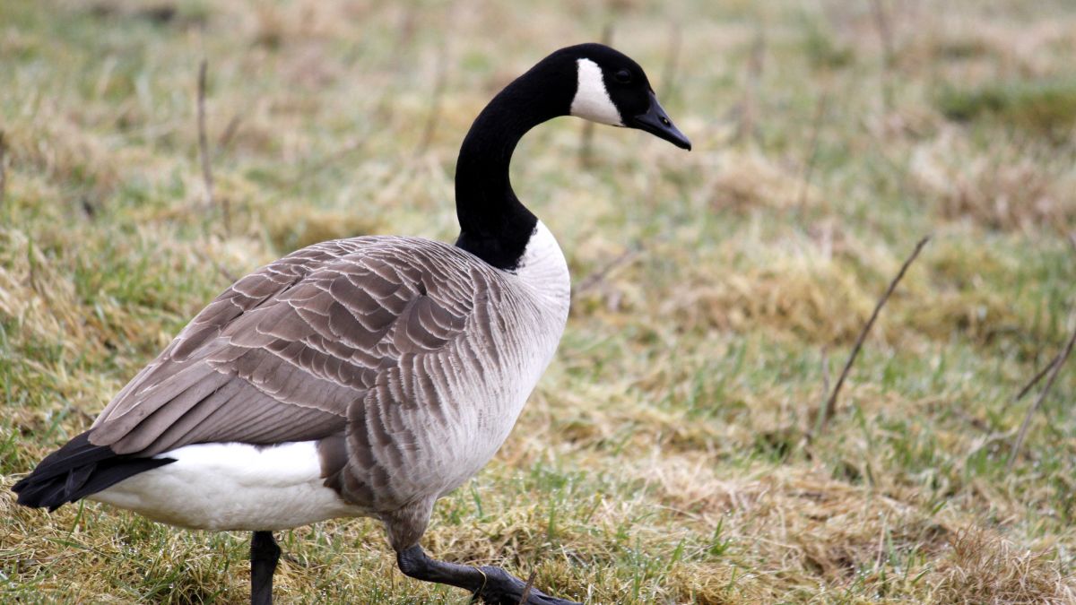 a Canada goose