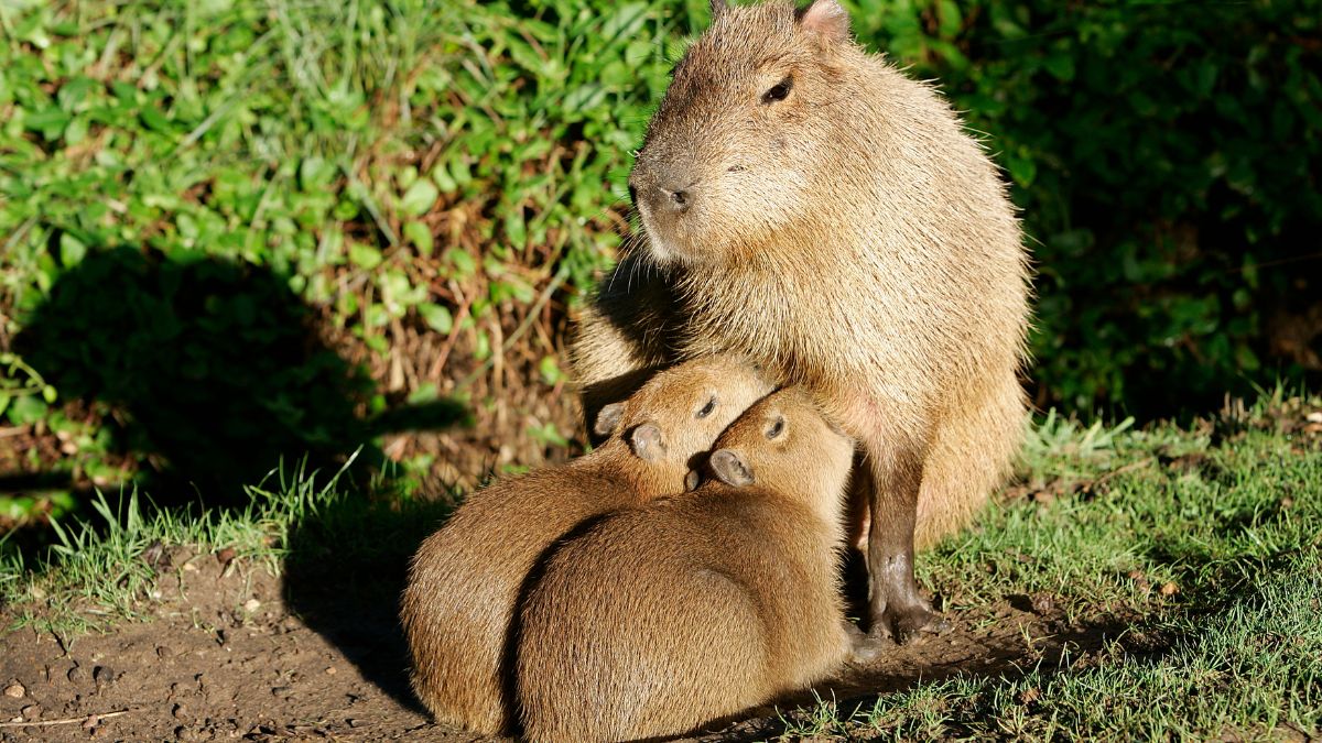 capybara mother and children.