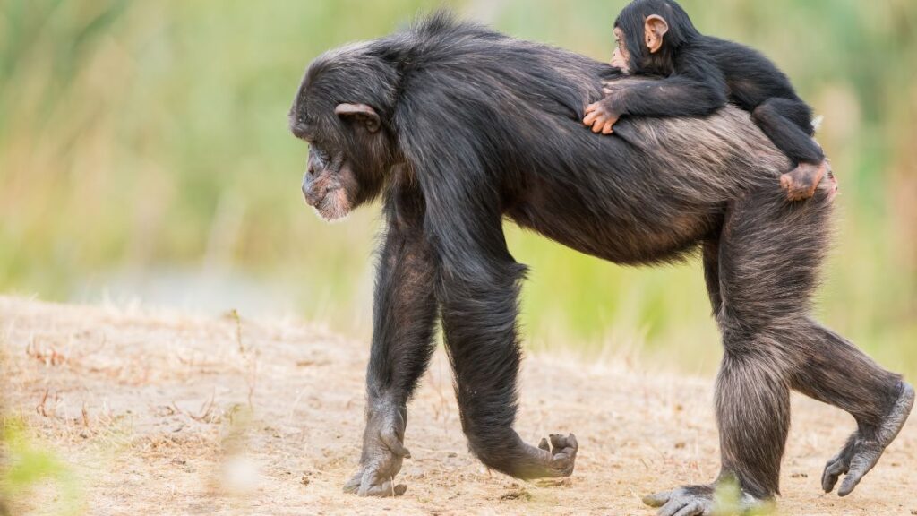 chimpanzee parent with child