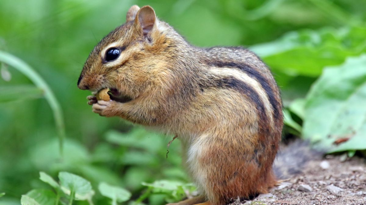 a chipmunk eating a nut