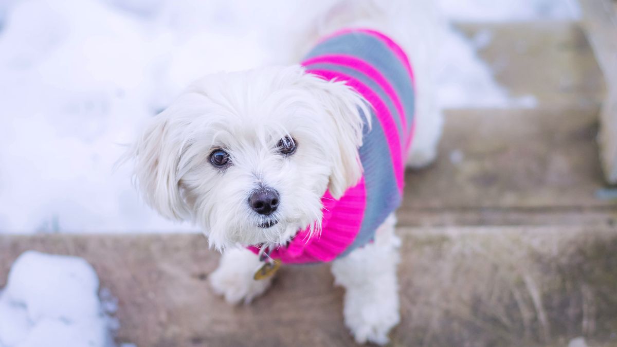 white fluffy dog wearing a sweater in the snow