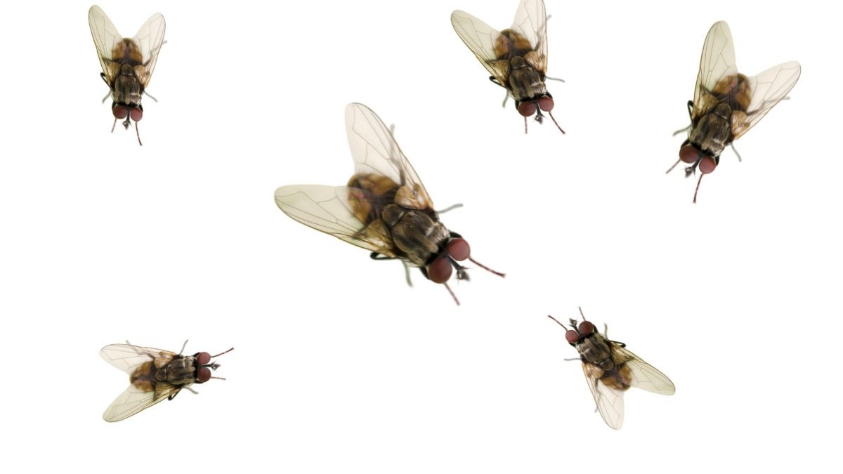 a group of flies