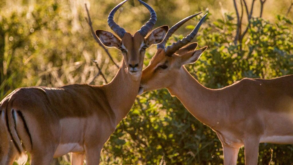 gazelle family