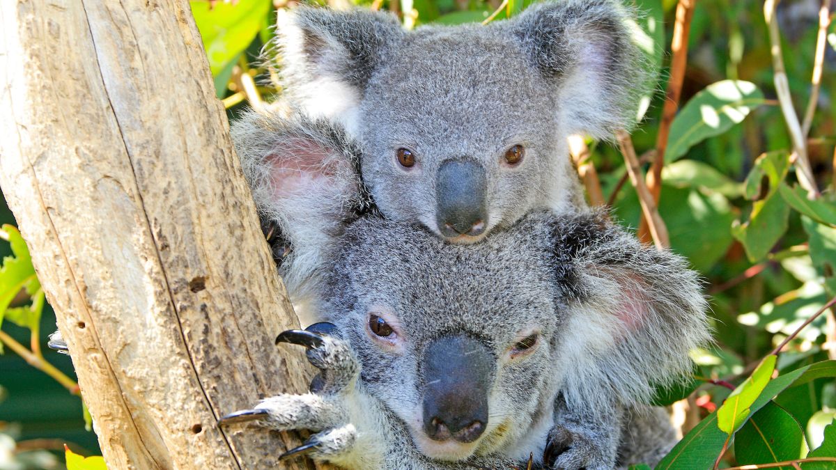 koala parent with child