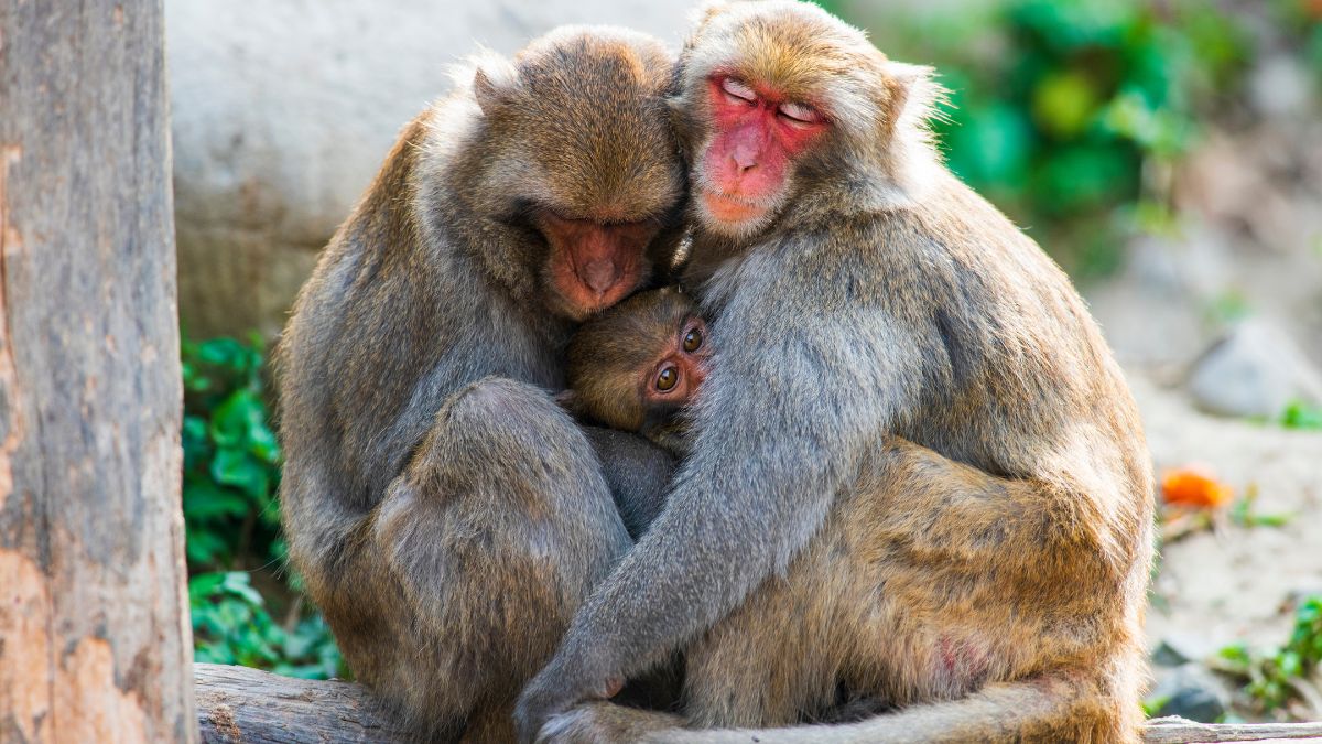 monkey family hugging