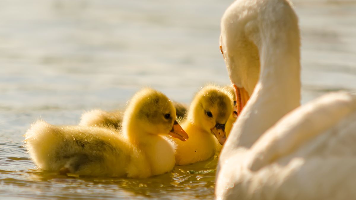 mother duck and babies