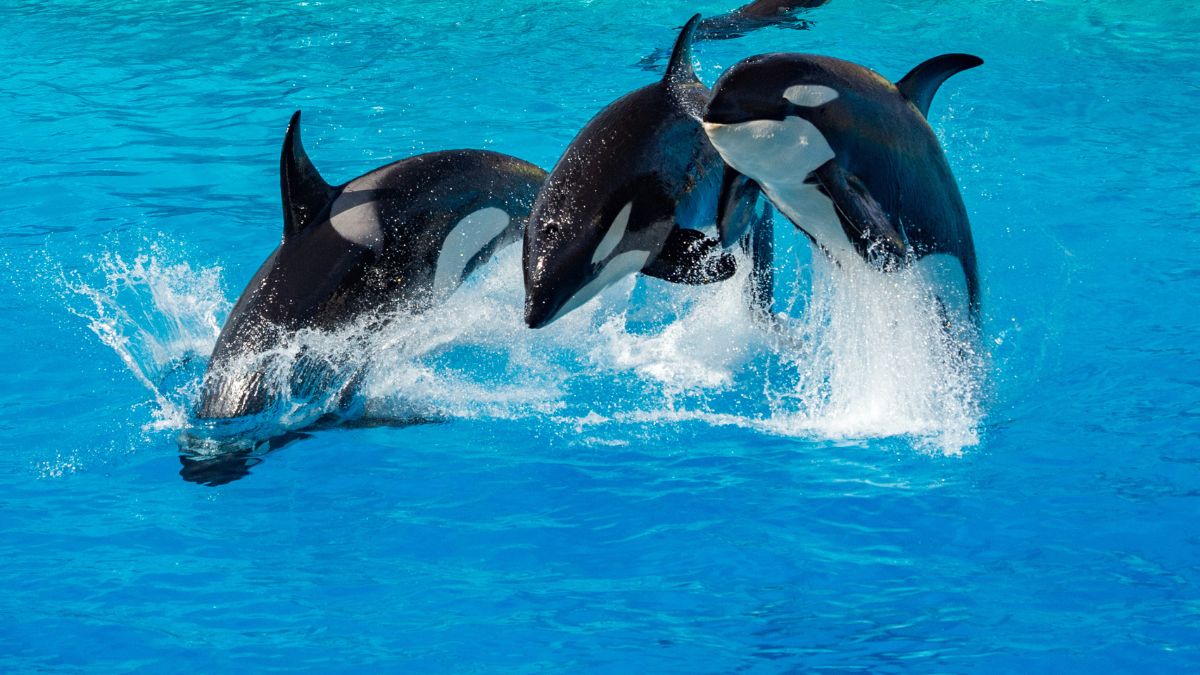 family of orcas