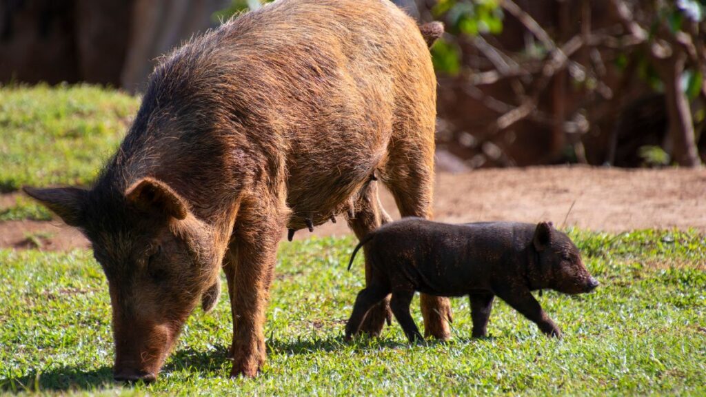 pig parent and child