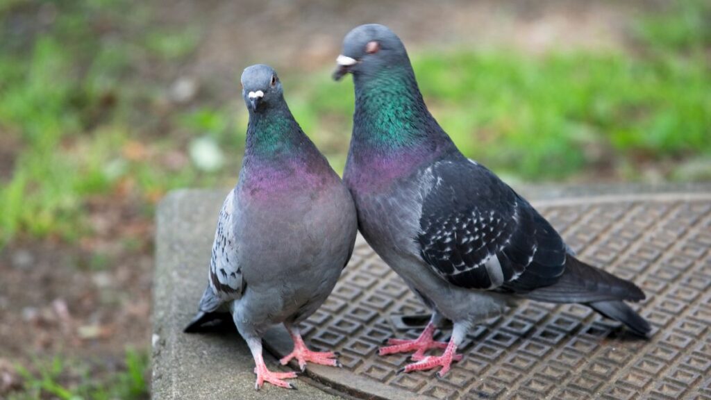 a couple of pigeons