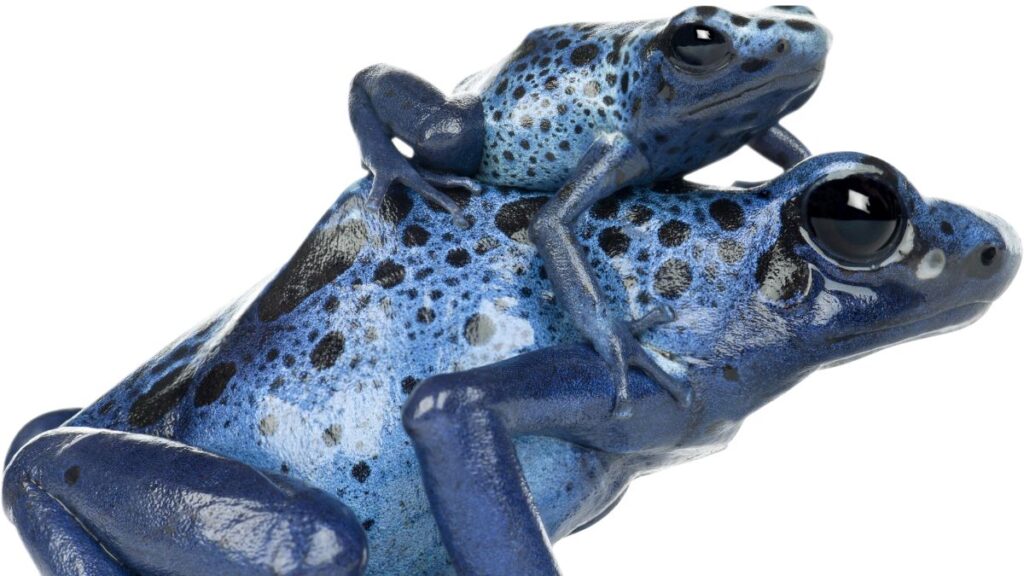 poison dart frog parent and child