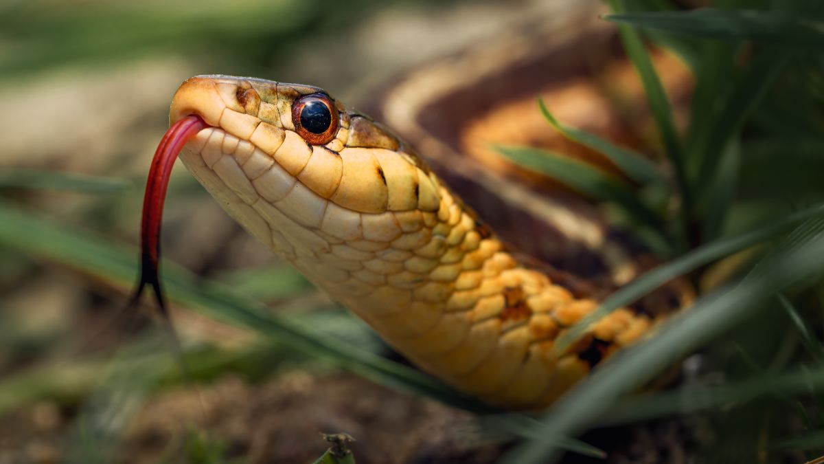a snake with its tongue hissing.