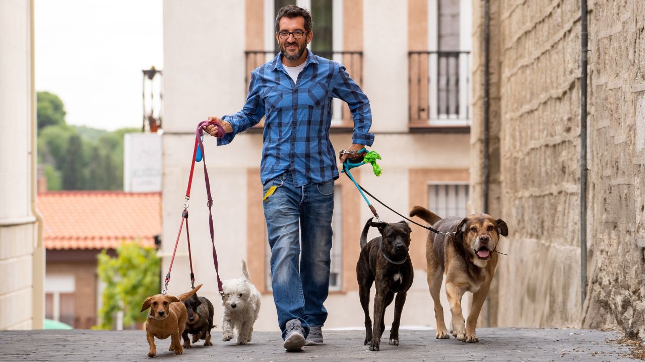 man walking four different dogs