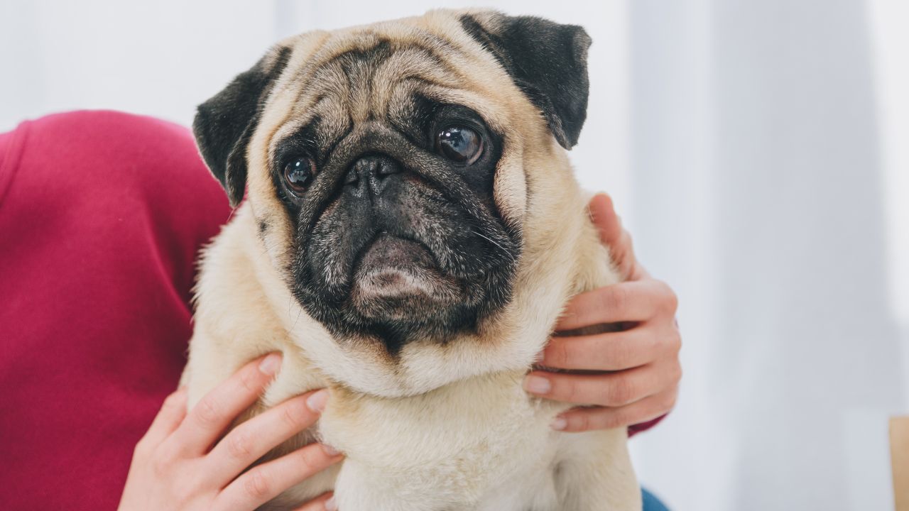 pug puppy dog being held by a woman