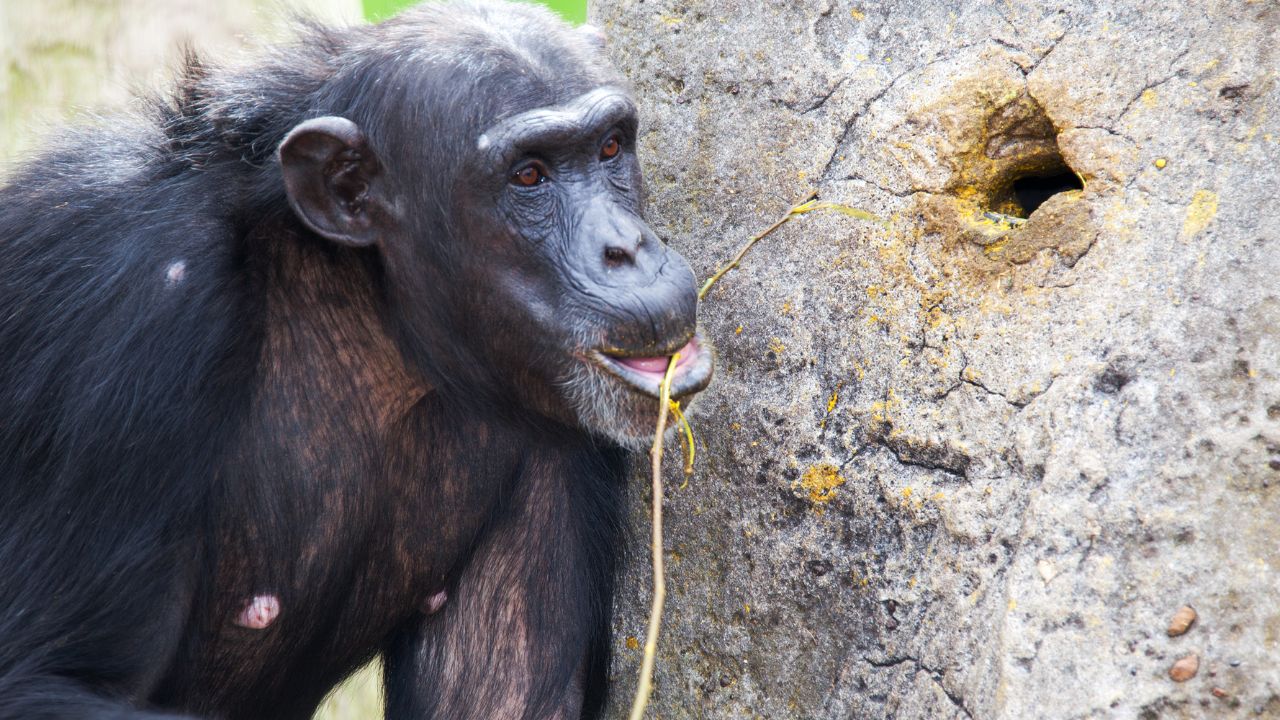chimp using a stick as a tool