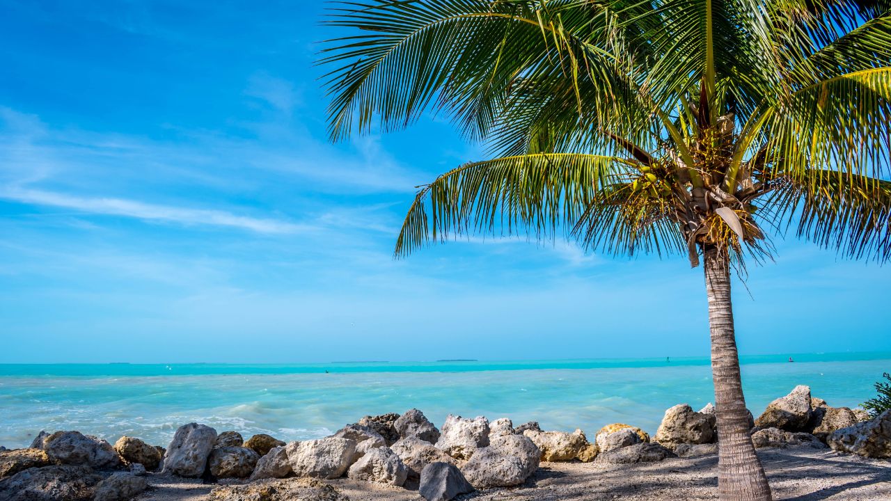 palm tree and ocean at Florida Keys