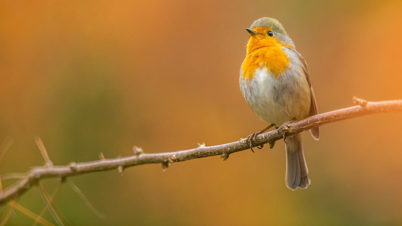 bird, robin on a branch