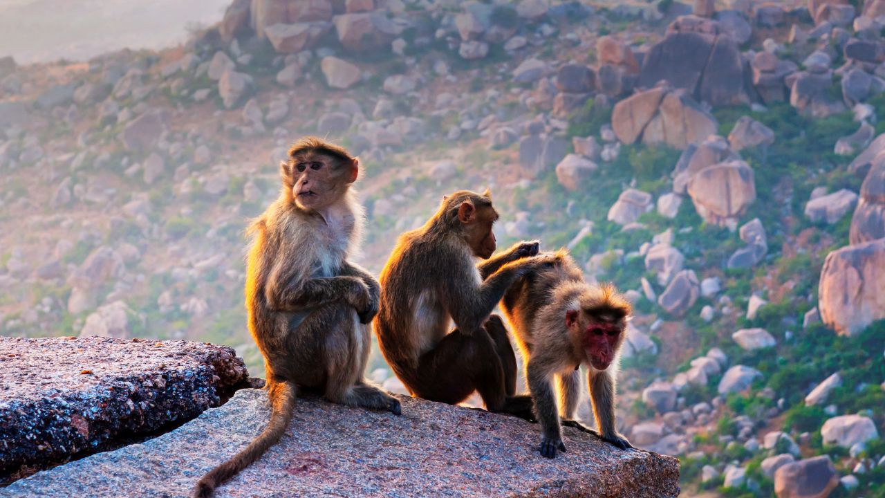 monkey on a big rock