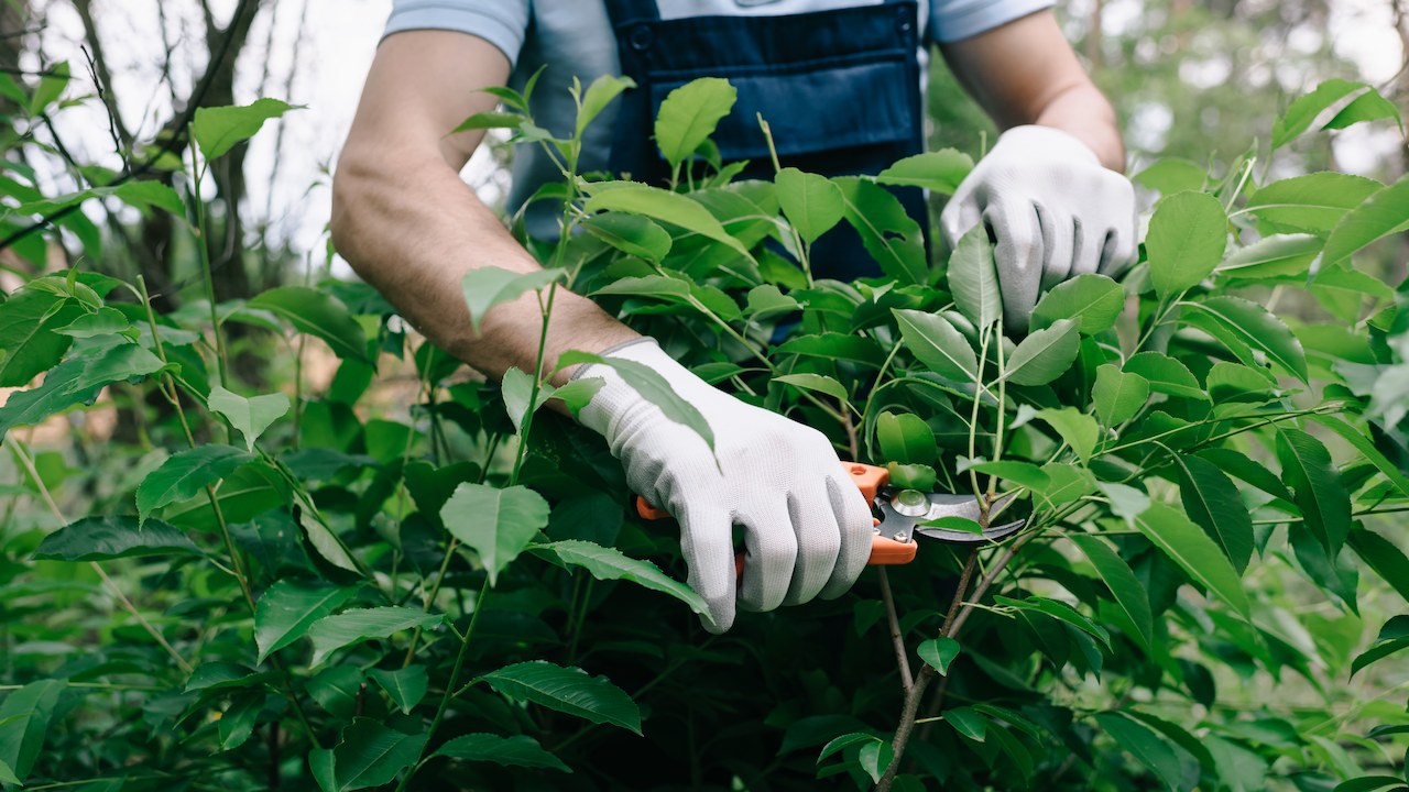 person wearing gardening gloves and pruning a bush